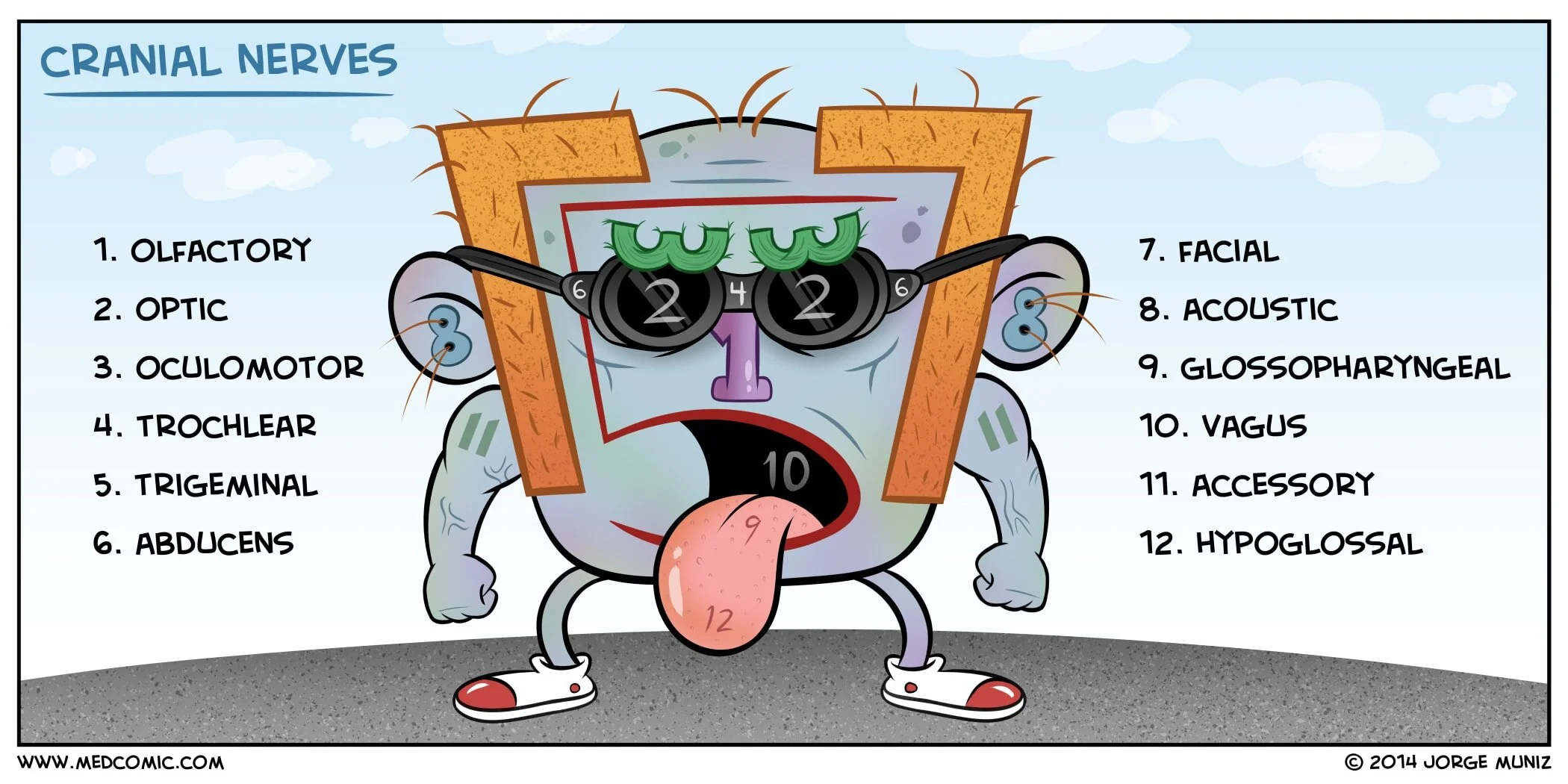 Educational medical illustration of the 12 cranial nerves showing their classification as sensory, motor, or mixed — including the olfactory (CN I), optic (CN II), oculomotor (CN III), trochlear (CN IV), trigeminal (CN V), abducens (CN VI), facial (CN VII), vestibulocochlear (CN VIII), glossopharyngeal (CN IX), vagus (CN X), accessory (CN XI), and hypoglossal (CN XII) nerves